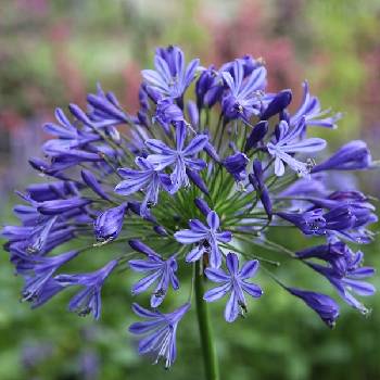 Агапантус Agapanthus ‘Headbourne Hybrids’